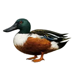 Northern Shoveler (Spatula clypeata) featured animal image on AnimalDex