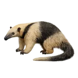 Northern Tamandua (Tamandua mexicana) featured animal image on AnimalDex