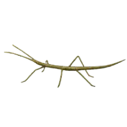 Northern Walkingstick animal lesson image on AnimalDex