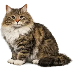 Norwegian Forest Cat (Felis catus) featured animal image on AnimalDex
