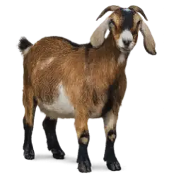 Nubian Goat animal lesson image on AnimalDex