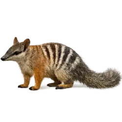 Numbat (Myrmecobius fasciatus) featured animal image on AnimalDex