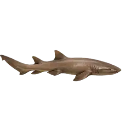 Nurse Shark (Ginglymostoma cirratum) featured animal image on AnimalDex