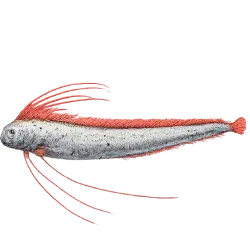 Oarfish (Regalecus glesne) featured animal image on AnimalDex