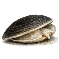 Ocean Quahog animal lesson on AnimalDex