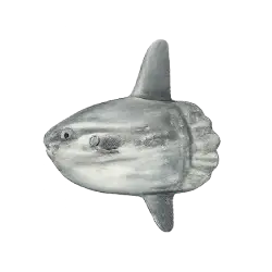 Ocean Sunfish (Mola mola) featured animal image on AnimalDex