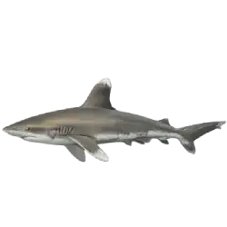 Oceanic Whitetip Shark (Carcharhinus longimanus) featured animal image on AnimalDex
