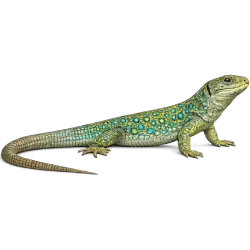 Ocellated Lizard (Timon lepidus) featured animal image on AnimalDex
