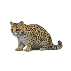 Ocelot (Leopardus pardalis) featured animal image on AnimalDex