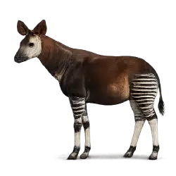 Okapi (Okapia johnstoni) featured animal image on AnimalDex
