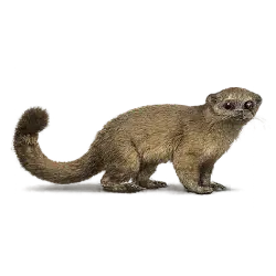 Olingo (Bassaricyon gabbii) featured animal image on AnimalDex