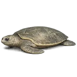 Olive Ridley Sea Turtle animal lesson image on AnimalDex