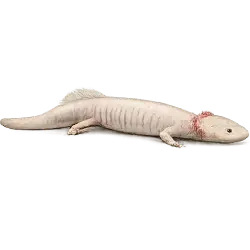 Olm (Proteus anguinus) featured animal image on AnimalDex