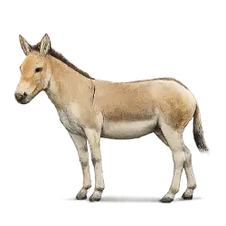 Onager (Equus hemionus) featured animal image on AnimalDex