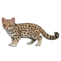 Oncilla animal lesson image on AnimalDex