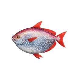 Opah (Lampris guttatus) featured animal image on AnimalDex