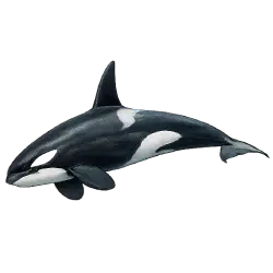Orca (Orcinus orca) thumbnail image on AnimalDex