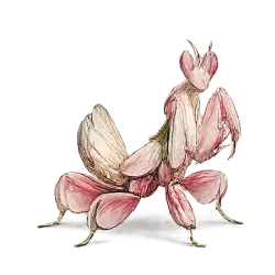 Orchid Mantis (Hymenopus coronatus) featured animal image on AnimalDex