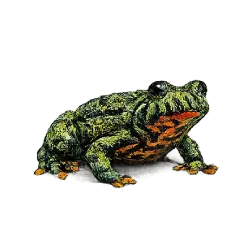 Oriental Fire-bellied Toad animal lesson image on AnimalDex