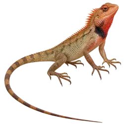 Oriental Garden Lizard (Calotes versicolor) thumbnail image on AnimalDex