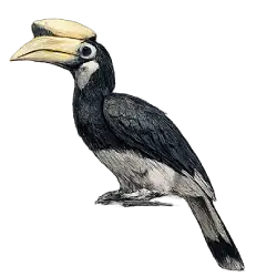 Oriental Pied Hornbill animal lesson image on AnimalDex