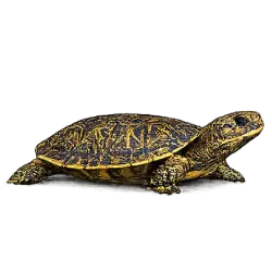 Ornate Box Turtle (Terrapene ornata) featured animal image on AnimalDex