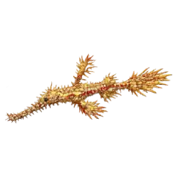 Ornate Ghost Pipefish