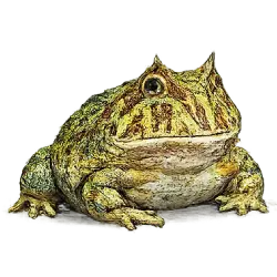 Ornate Horned Frog (Ceratophrys ornata) featured animal image on AnimalDex