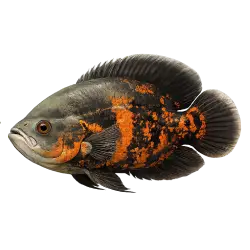 Oscar Fish