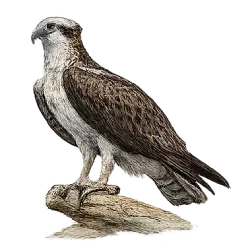 Osprey (Pandion haliaetus) featured animal image on AnimalDex