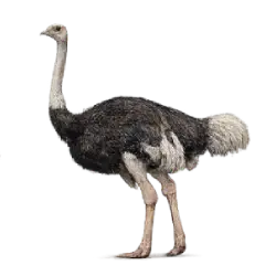 Ostrich (Struthio camelus) featured animal image on AnimalDex