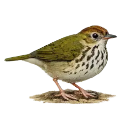 Ovenbird animal lesson image on AnimalDex