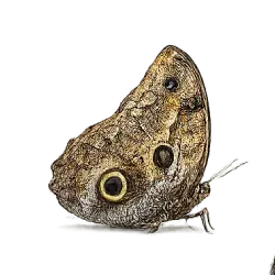 Owl Butterfly (Caligo memnon) featured animal image on AnimalDex