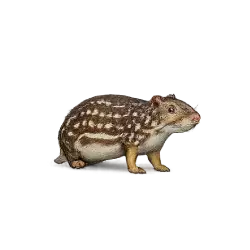 Paca (Cuniculus paca) featured animal image on AnimalDex