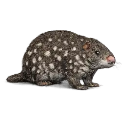 Pacarana (Dinomys branickii) featured animal image on AnimalDex
