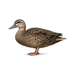 Pacific Black Duck (Anas superciliosa) thumbnail image on AnimalDex