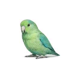 Pacific Parrotlet animal lesson image on AnimalDex