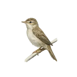 Paddyfield Warbler