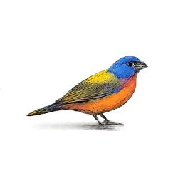 Painted Bunting (Passerina ciris) featured animal image on AnimalDex