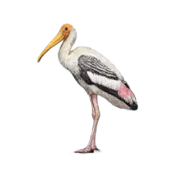 Painted Stork (Mycteria leucocephala) featured animal image on AnimalDex