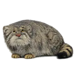 Pallas's Cat