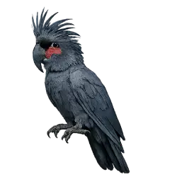 Palm Cockatoo (Probosciger aterrimus) featured animal image on AnimalDex