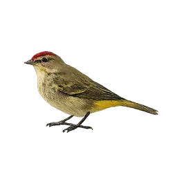 Palm Warbler (Setophaga palmarum) featured animal image on AnimalDex