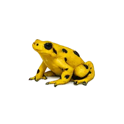 Panamanian Golden Frog (Atelopus zeteki) featured animal image on AnimalDex