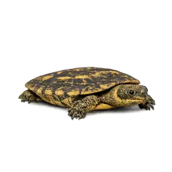 Pancake Tortoise (Malacochersus tornieri) featured animal image on AnimalDex