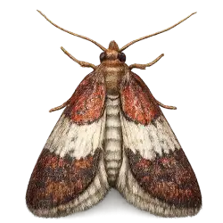 Pantry Moth animal lesson image on AnimalDex