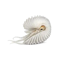 Paper Nautilus animal lesson image on AnimalDex