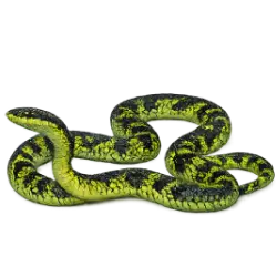 Paradise Flying Snake (Chrysopelea paradisi) featured animal image on AnimalDex