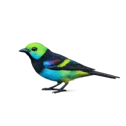 Paradise Tanager animal lesson image on AnimalDex