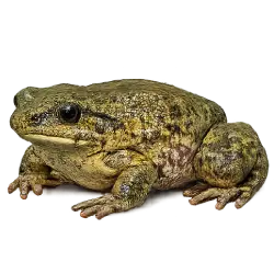 Paradoxical Frog (Pseudis paradoxa) featured animal image on AnimalDex